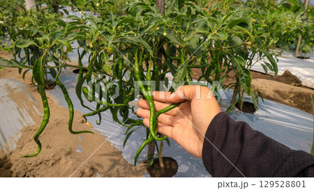 Hands holding green curly chili peppers in the field, southeast asia Agriculture and plant care concept 129528801