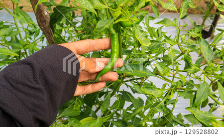Woman holding green chili peppers in southeast asia field. Agriculture and rural farming concept. 129528802