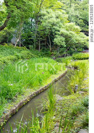初夏の清澄庭園 129528805