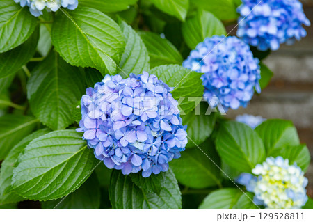 紫陽花が咲く 初夏の清澄庭園 紫陽花が咲く 初夏の清澄庭園 129528811