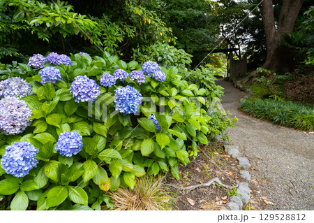 紫陽花が咲く　初夏の清澄庭園 129528812