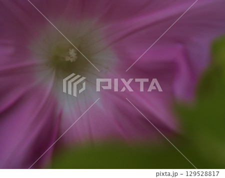 8月に美しく咲いたピンク色の朝顔の花 8月に美しく咲いたピンク色の朝顔の花 129528817