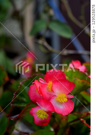 ベゴニア 129528878
