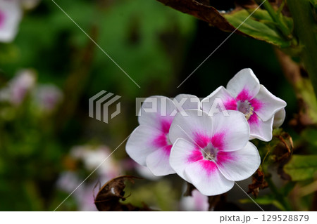 クサキョウチクトウ 129528879