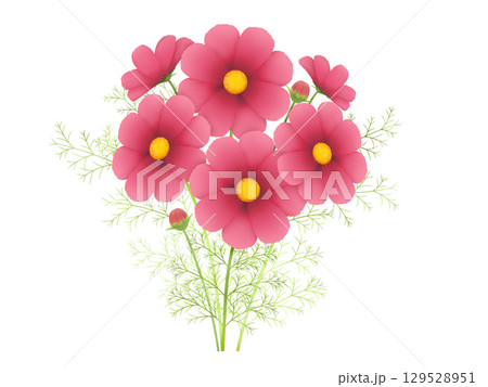 コスモス〈エンジ〉 コスモス〈エンジ〉 129528951