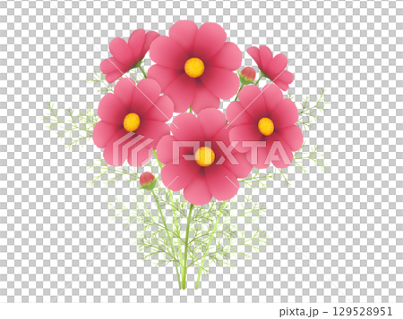 コスモス〈エンジ〉 コスモス〈エンジ〉 129528951