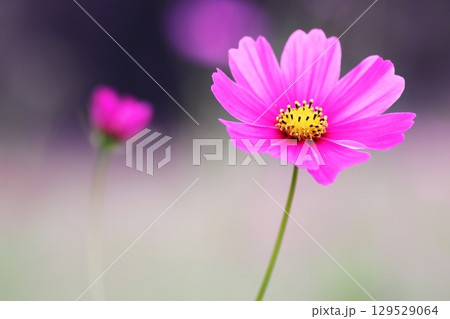 秋の野に咲くコスモスの花 秋の野に咲くコスモスの花 129529064