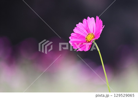秋の野に咲くコスモスの花 129529065