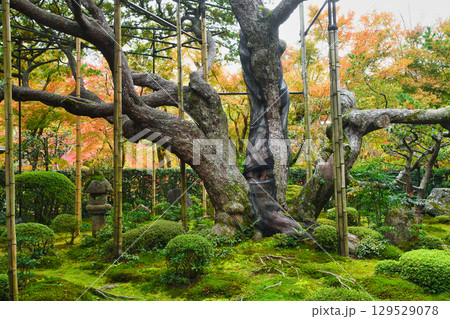 大原　宝泉院　五葉松（五葉の松）京都府京都市左京区　 129529078