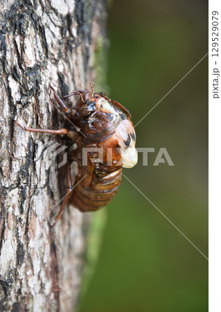 The emergence of a cicada / セミの羽化の始まり,セミの幼虫 - 横から The emergence of a cicada / セミの羽化の始まり,セミの幼虫 - 横から 129529079