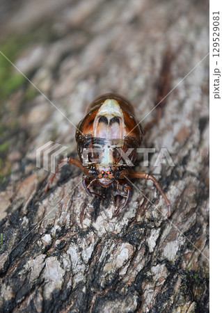The emergence of a cicada / セミの羽化の始まり，セミの幼虫 - 正面から 129529081