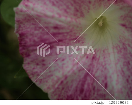 8月に美しく咲いたピンク色の朝顔の花 8月に美しく咲いたピンク色の朝顔の花 129529082