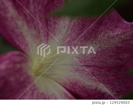 8月に美しく咲いたピンク色の朝顔の花 129529083