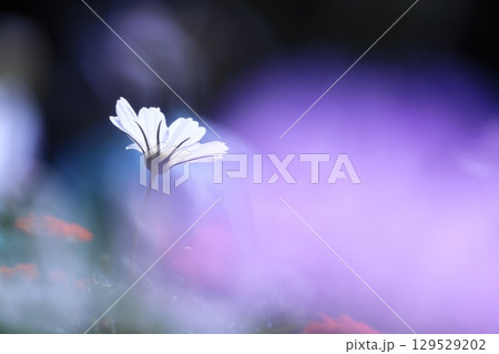 幻想的で美しいコスモスの花 129529202