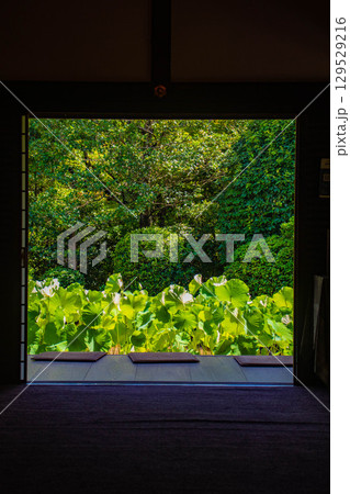 【京都風景】退蔵院　枯山水と池泉回遊式の優美な2種類の庭園 129529216