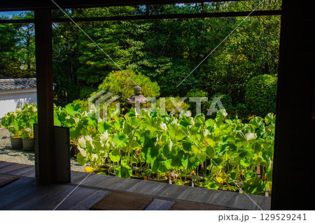 【京都風景】退蔵院　枯山水と池泉回遊式の優美な2種類の庭園 129529241