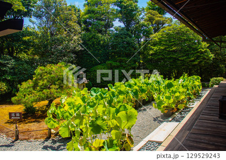 【京都風景】退蔵院 枯山水と池泉回遊式の優美な2種類の庭園 【京都風景】退蔵院 枯山水と池泉回遊式の優美な2種類の庭園 129529243