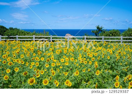 佐渡島　海辺のひまわり畑 129529387