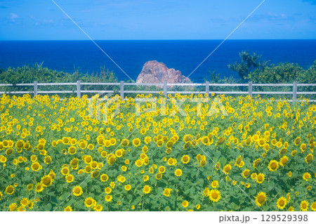 佐渡島　海辺のひまわり畑 129529398