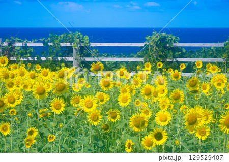 佐渡島　海辺のひまわり畑 129529407