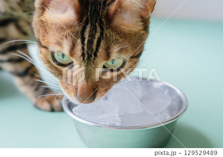 氷を舐めるベンガルキャット 129529489