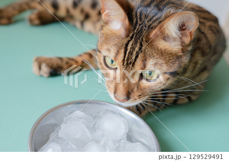 氷を舐めるベンガルキャット 129529491