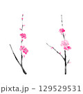 水彩で描いた梅の花のイラスト 129529531