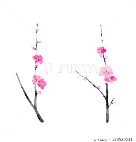 水彩で描いた梅の花のイラスト 水彩で描いた梅の花のイラスト 129529531