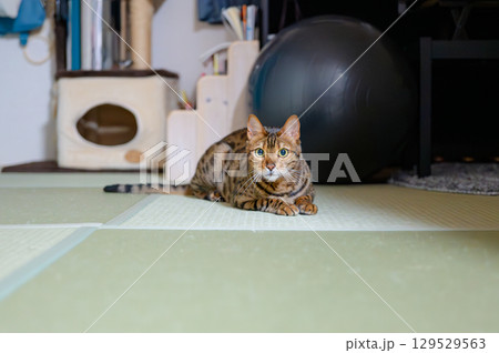 ベンガルキャット 129529563