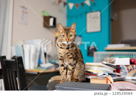 ベンガルキャット 129529564