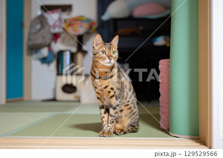 ベンガルキャット 129529566
