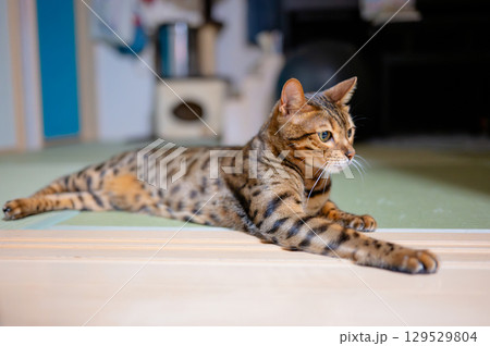 リラックスする猫 129529804