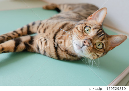 リラックスする猫 129529810