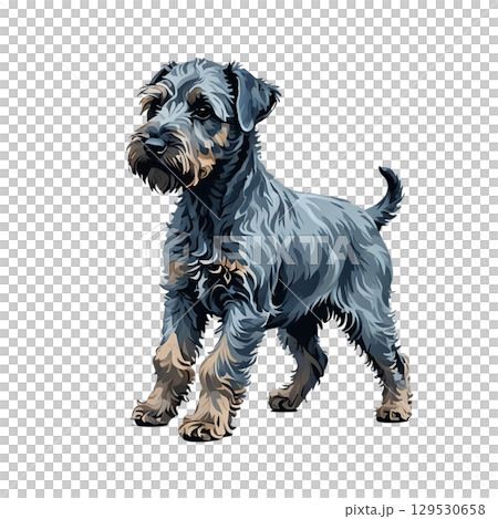 Cutout illustration of a Kerry Blue Terrier puppy standing Cutout illustration of a Kerry Blue Terrier puppy standing 129530658