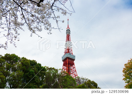 桜と東京タワー 桜と東京タワー 129530696