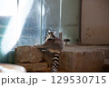 振り向くワオキツネザル 129530715