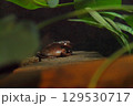 潜むカエル 129530717