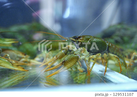 Crawfish displayed in a tank at a seafood market in the afternoon light during a busy weekend 129531107