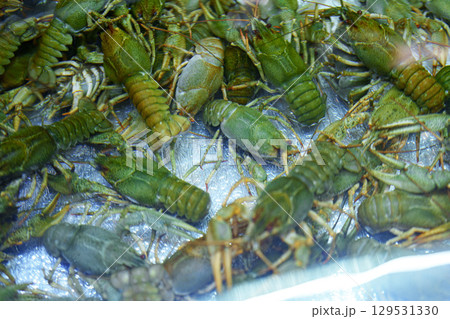 Fresh green crustaceans arranged in a display for a seafood market before evening sales 129531330