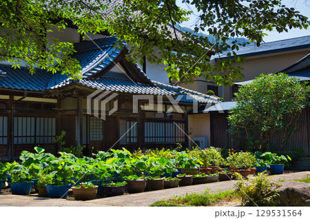 境内に咲く蓮の花 129531564