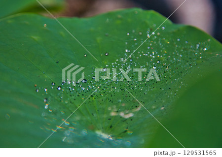 境内に咲く蓮の花 境内に咲く蓮の花 129531565
