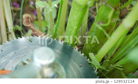 Brush cutter himalayan balsam grass cutting blade detail cute toothed disc for mowing Impatiens glandulifera close-up removal trimming cleaning mow trim knife bloom close-up flower pink blossom 129532114