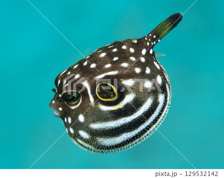 サザナミフグ幼魚 129532142