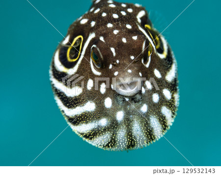 サザナミフグ幼魚 129532143