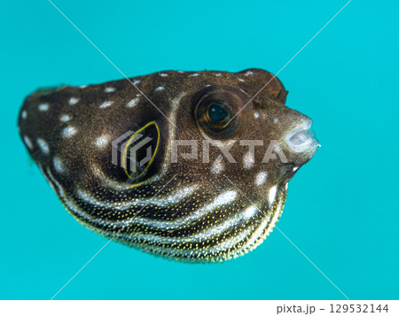 サザナミフグ幼魚 129532144