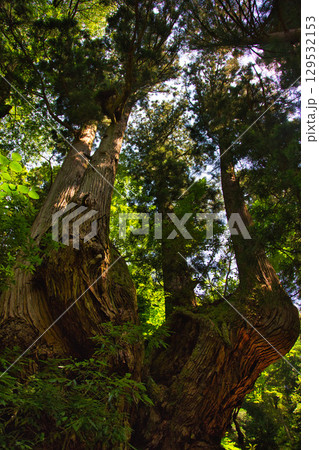 岩屋の大杉と観音様 129532153