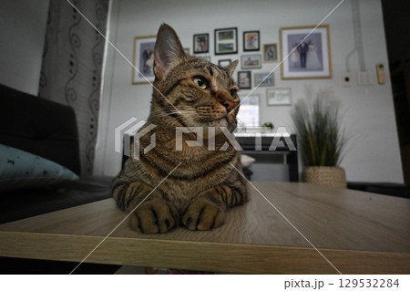 A tabby cat sitting and lying down with a friendly posture 129532284