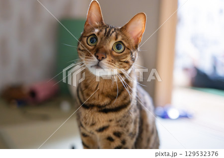 可愛いベンガルキャット 129532376