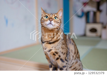 可愛いベンガルキャット 129532379