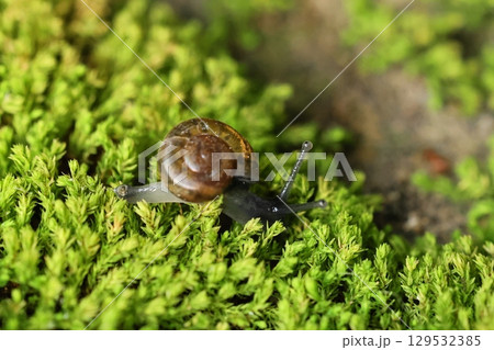A snail is crawling on the green fern-covered ground. A snail is crawling on the green fern-covered ground. 129532385